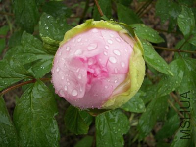 ����ӣ�Ĵ󻨰�