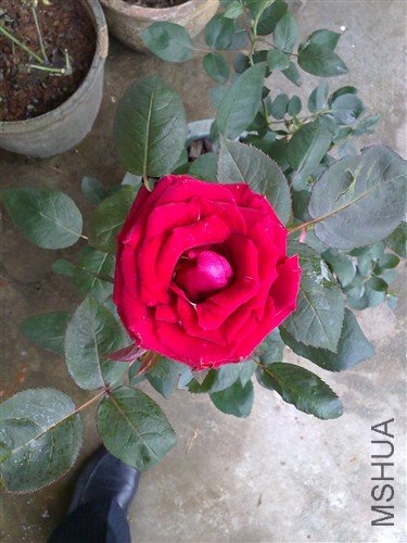 20100411558_����.jpg