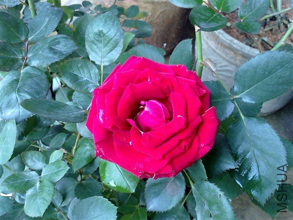 20100411557_����.jpg