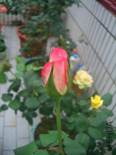 ���Ȼ�����д4��11��.jpg