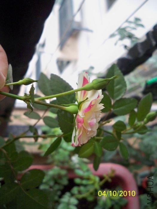 �̱�2010-04-12.jpg