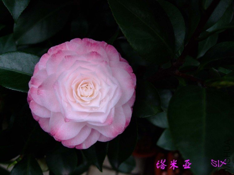 ������ 10-4-12 (1).jpg