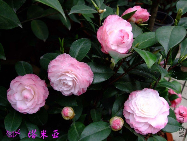 ������ 10-4-13 (3).jpg