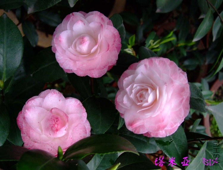 ������ 10-4-13 (2).jpg