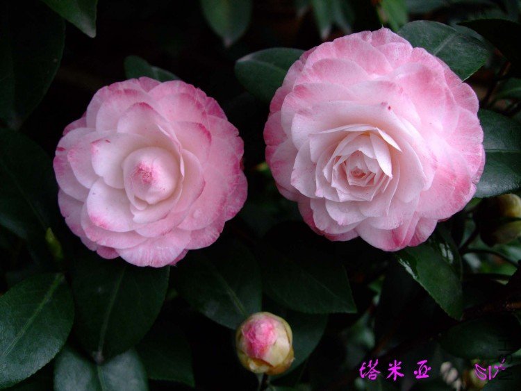 ������ 10-4-13 (4).jpg