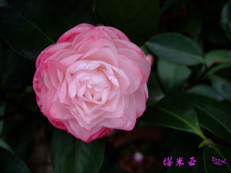 ������ 10-4-13(1).jpg