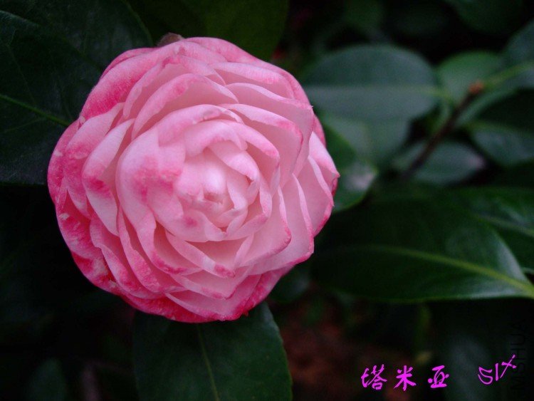 ������ 10-4-12 (4).jpg