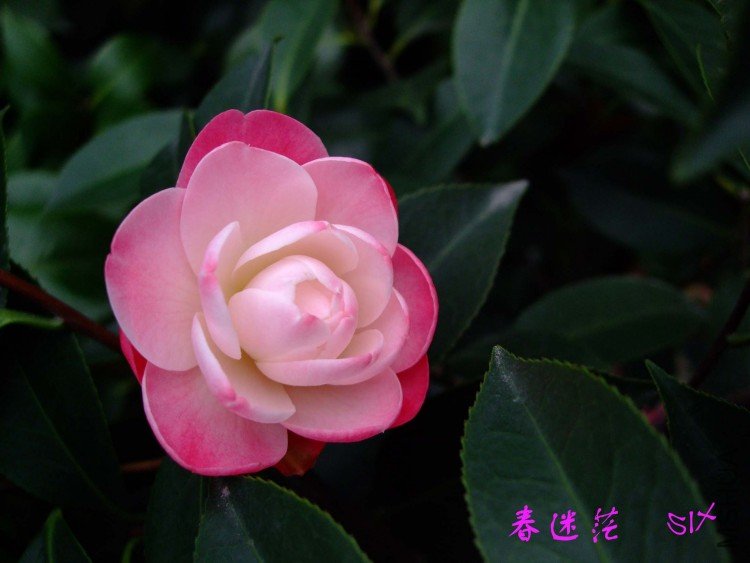 ����ã 10-4-12 (2).jpg