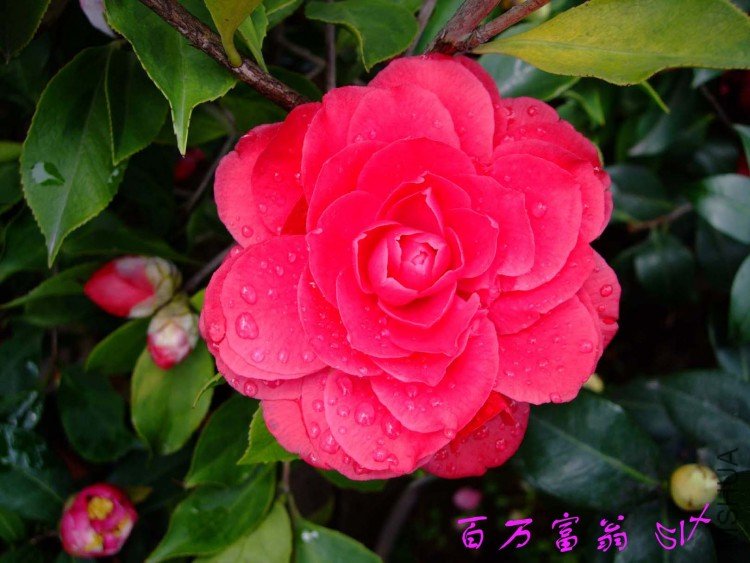 ������ 10-4-12 (2).jpg