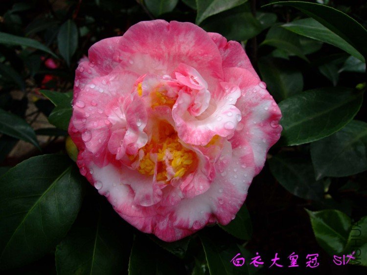 ���´�ʹ�  10-4-12 (3).jpg