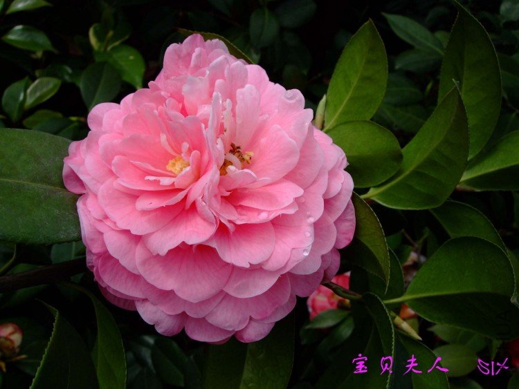 �������� 10-4-12(1).jpg