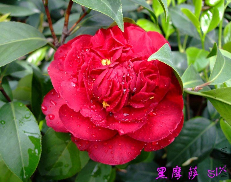 ��Ħ��  10-4-12(1).jpg