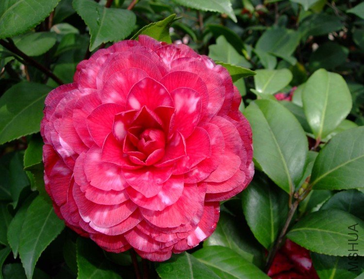 ������  10-4-12 (2).jpg