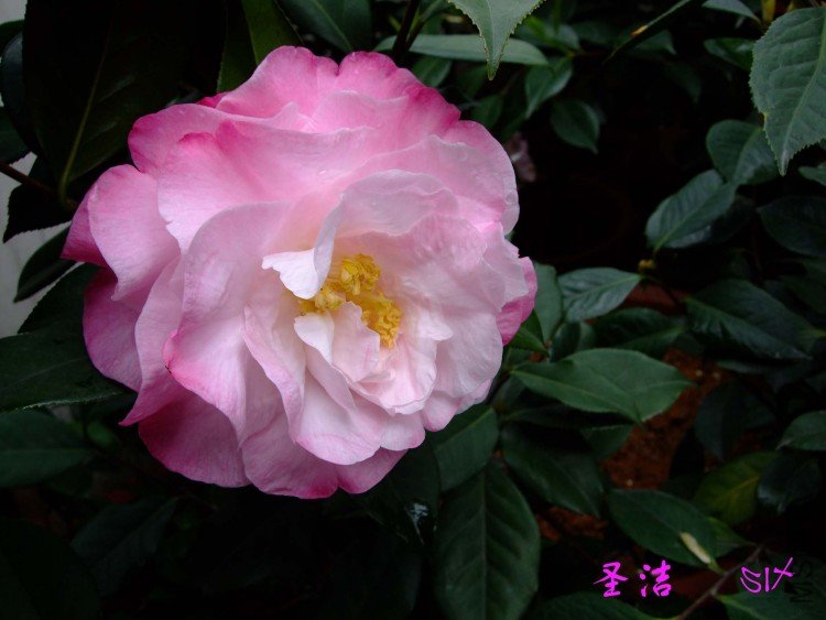 ʥ��  10-4-12 (3).jpg