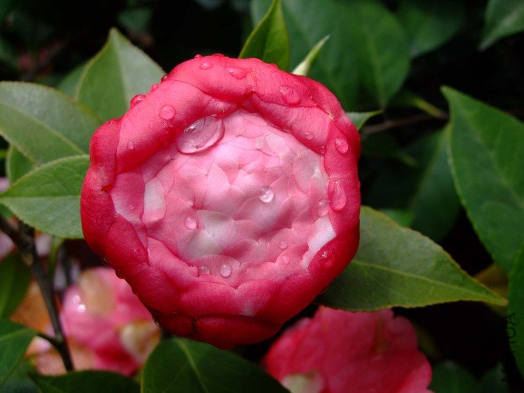 ���� 10-4-12.jpg