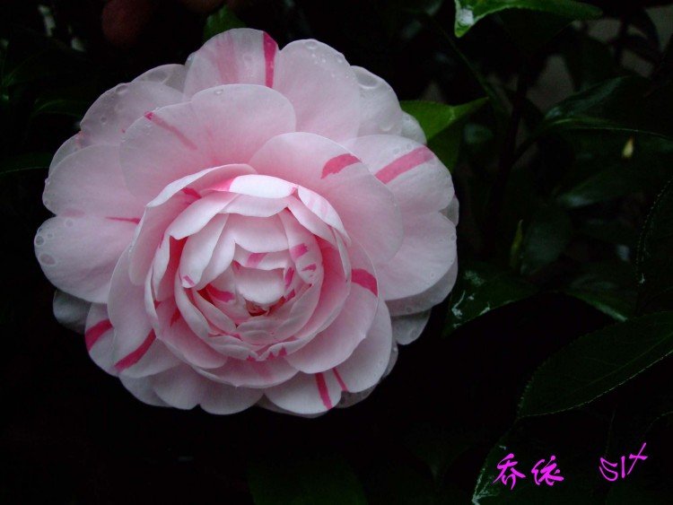 ���� 10-4-12(1).jpg