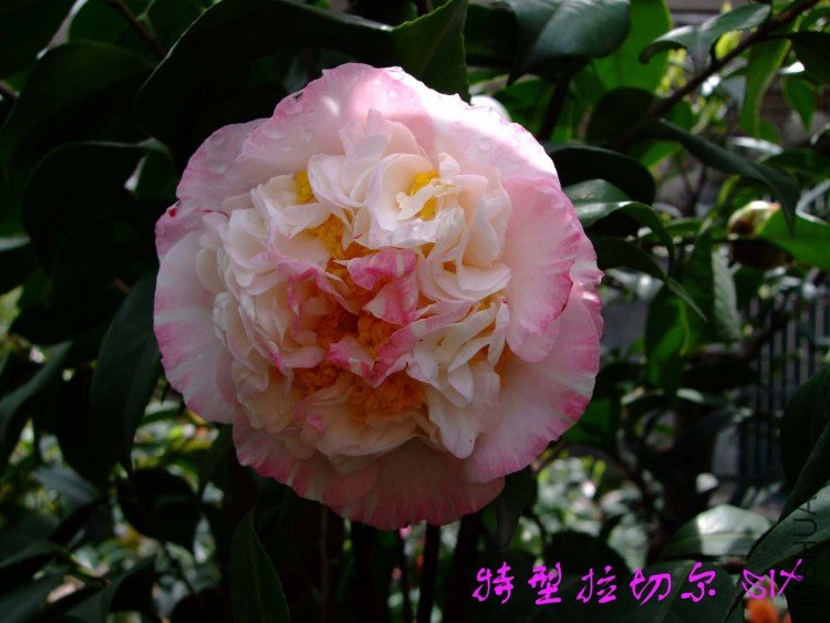 �������ж�  10-4-12(1).jpg