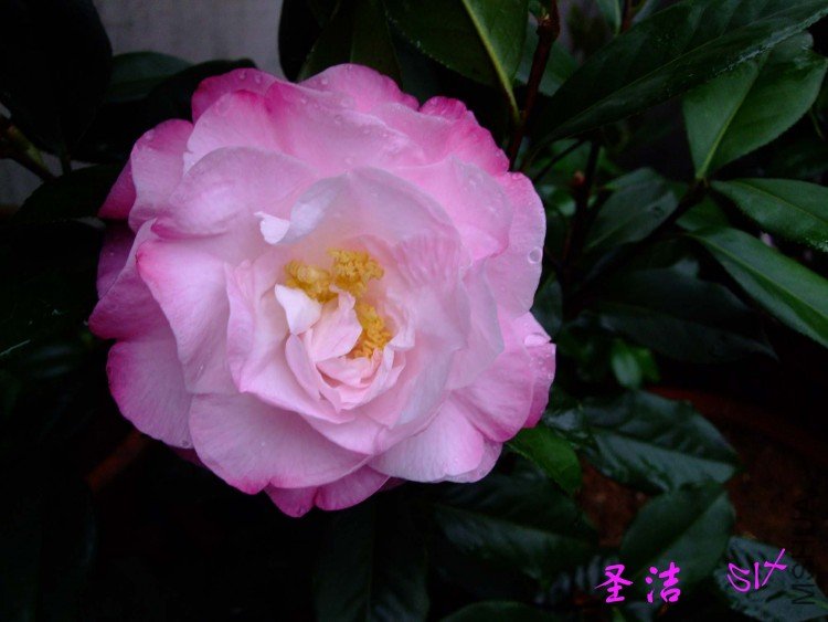 ʥ��  10-4-12(1).jpg