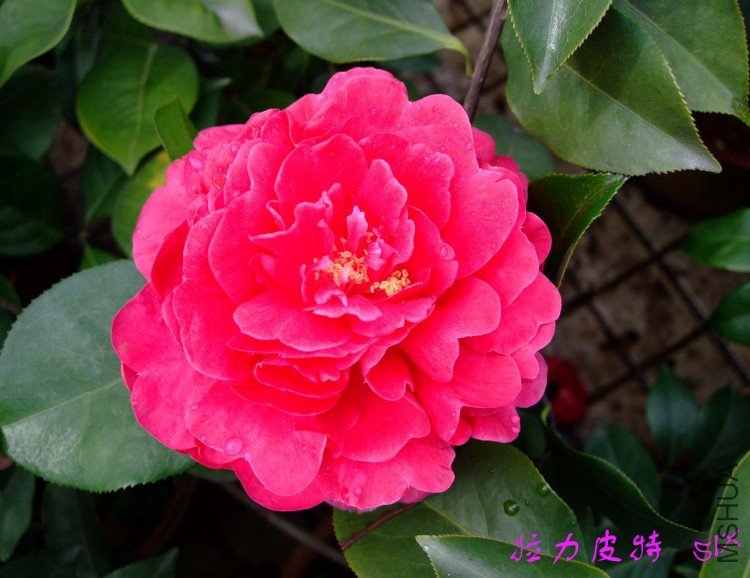 ����Ƥ��  10-4-12(1).jpg