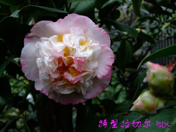 �������ж�  10-4-12 (4).jpg