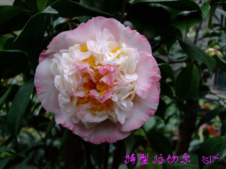 �������ж�  10-4-12 (3).jpg