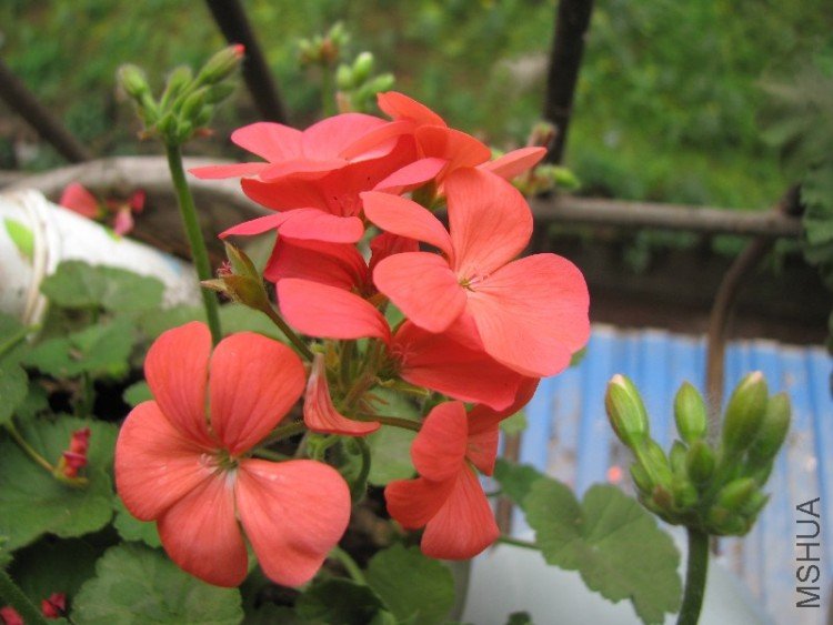 ��ϲ�������ɫ