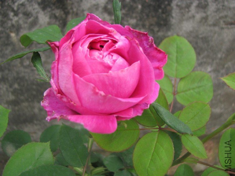 ĵ���¼�����