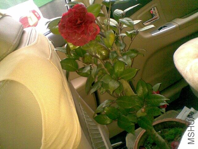 20100413_006_.jpg