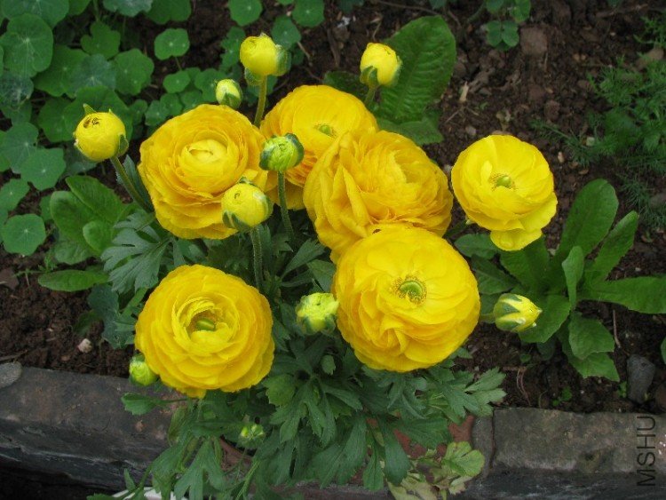 BigBull_��Ƭ 001.jpg