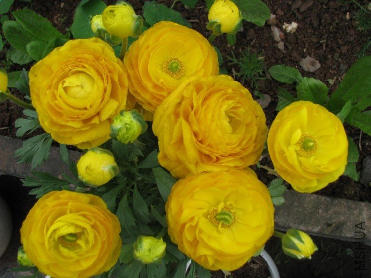 BigBull_��Ƭ 002.jpg