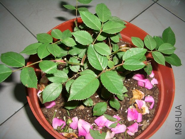 4��13������֦��.jpg