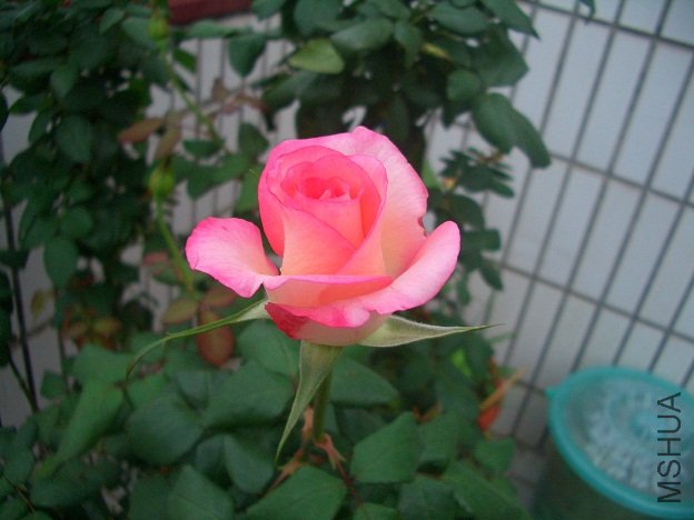 4��13�հ��Ȱ뿪1.jpg