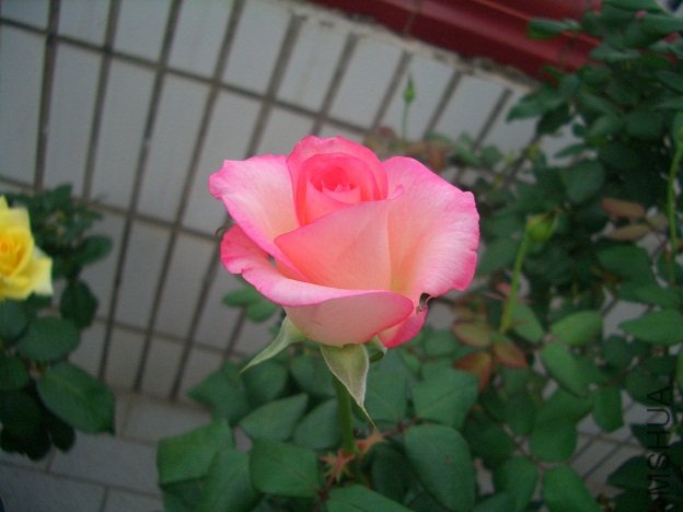 4��13�հ��Ȱ뿪2.jpg