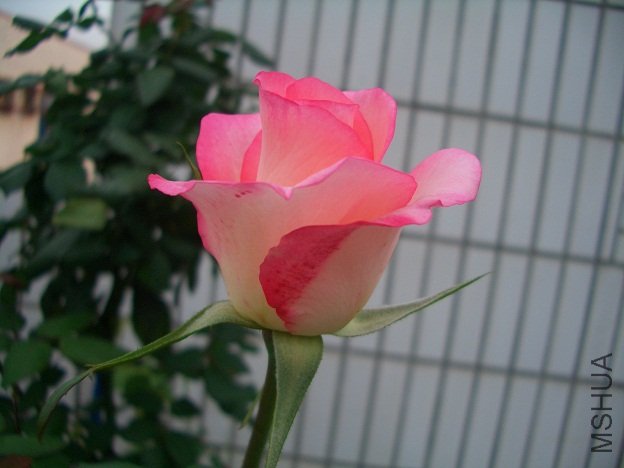 4��13�հ��Ȱ뿪3.jpg