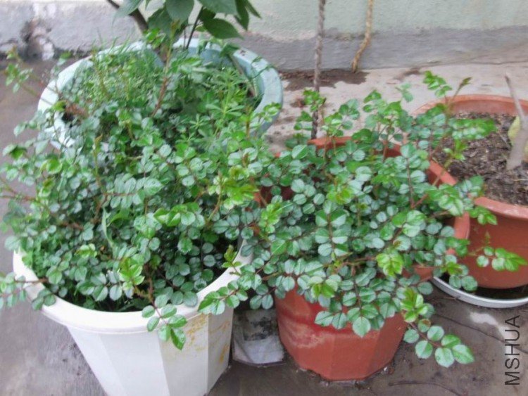 DSCF0578.JPG