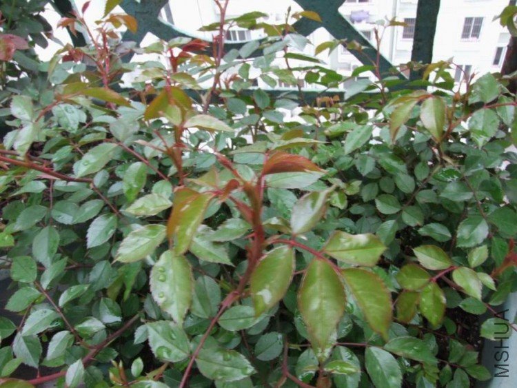 DSCF0593.JPG