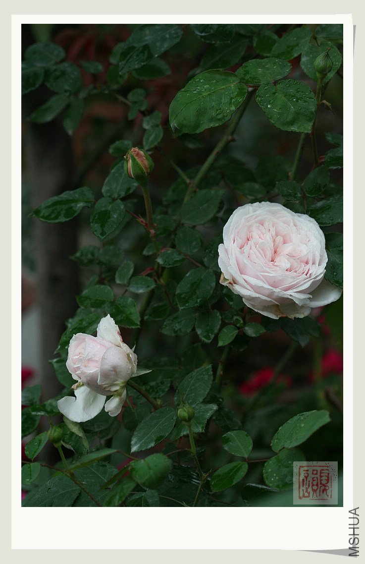 IMG_6699.jpg