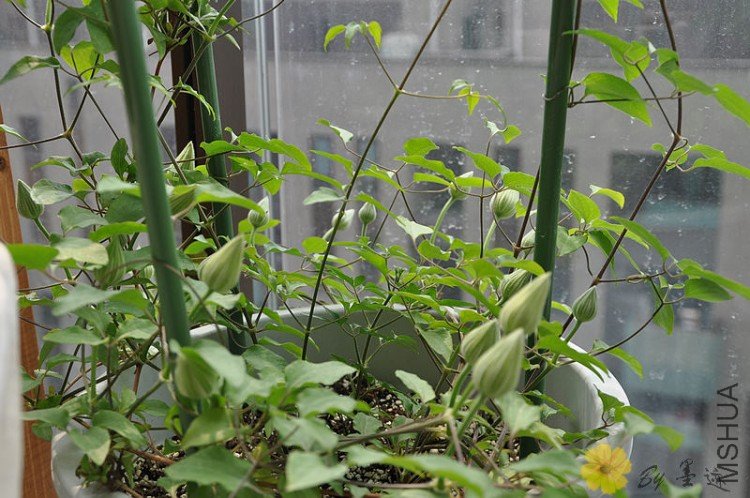 nEO_IMG_��Ƭ 034.jpg