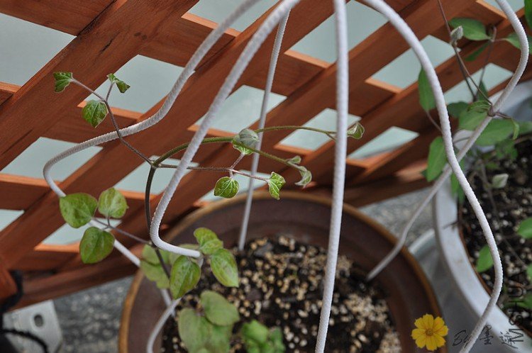 nEO_IMG_��Ƭ 003.jpg