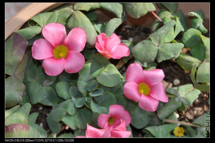 nEO_IMG_��Ƭ 077.jpg