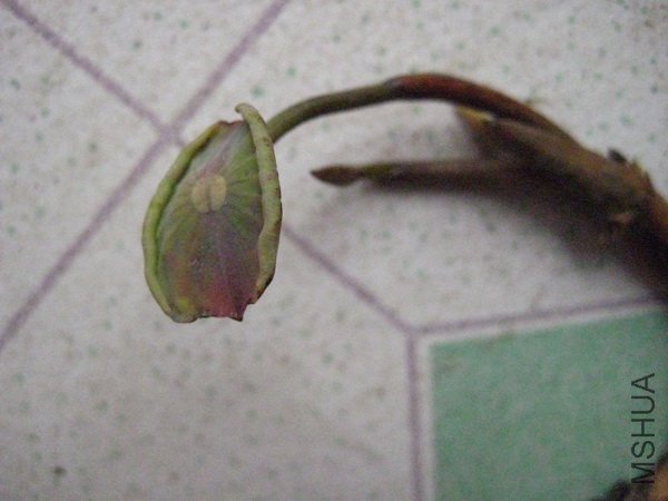 Ҷ����һĨ�̺�~~