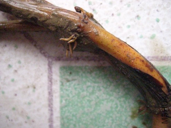 ʱ�еġ��̷�����