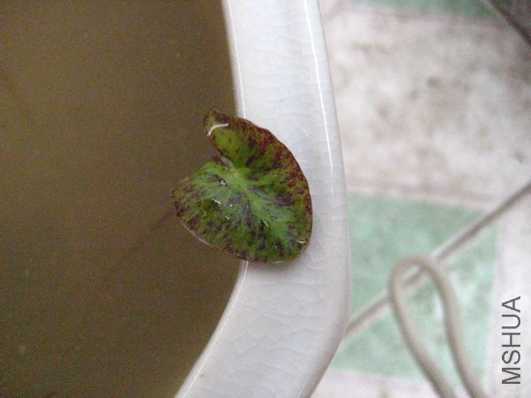 СС��Ҷ�ӣ�ֻ��ʳָ����ô�����Ŷ