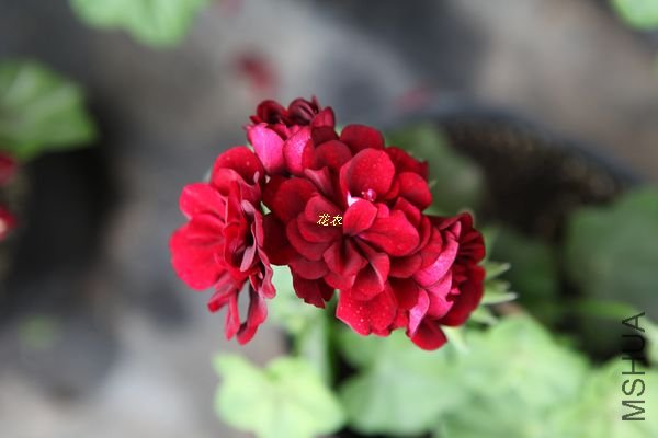 IMG_4760.jpg