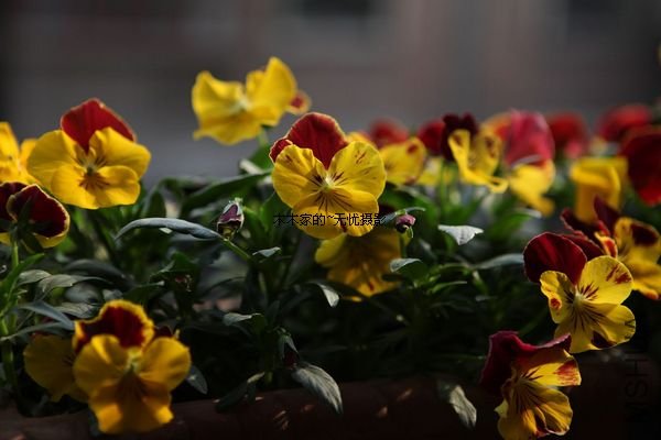 ��Ƭ 026.jpg