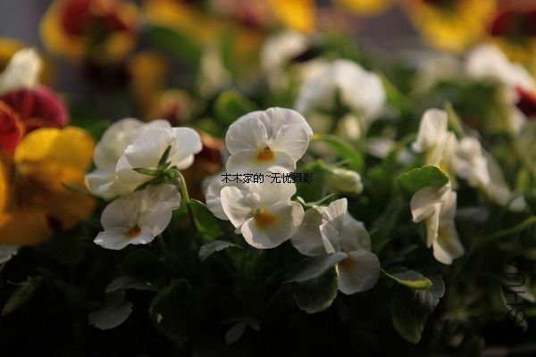 ��Ƭ 030.jpg