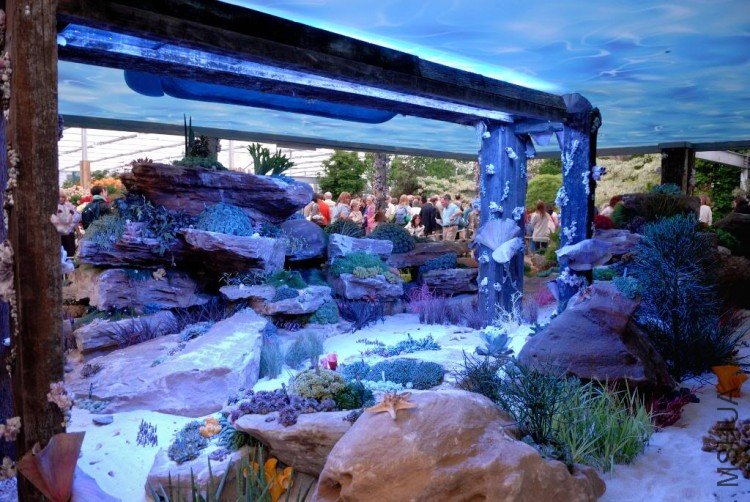 DSC_9274ChelseaCaymanIslands.jpg