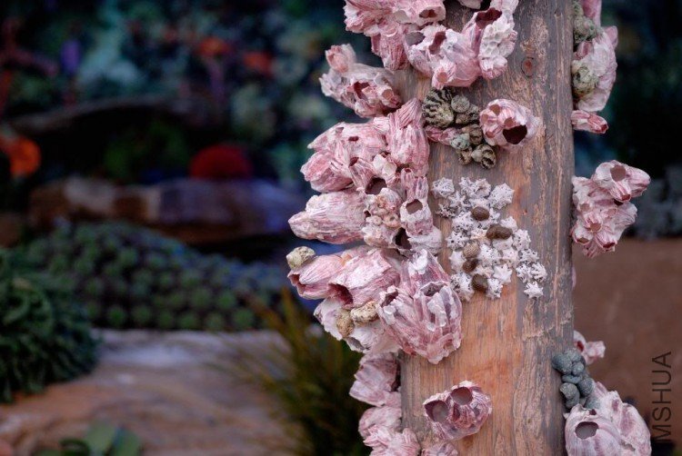 DSC_9272ChelseaCaymanIslandsshells.jpg