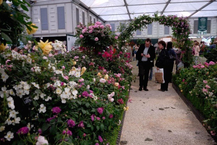 DSC_9411ChelseaAustinRosewalk.jpg