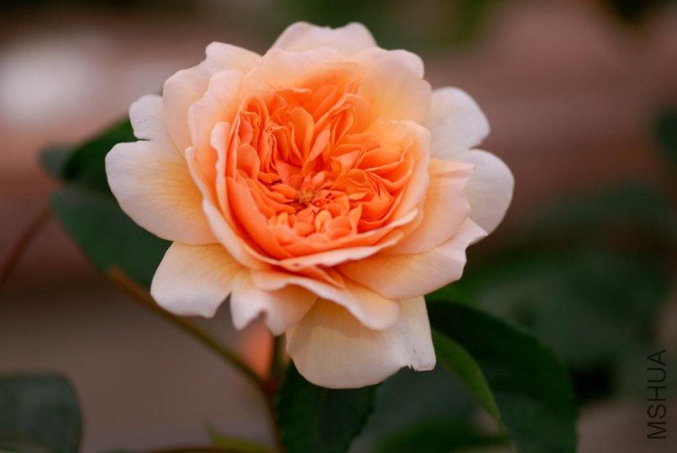DSC_9321ChelseaAustinPortSunlight.jpg